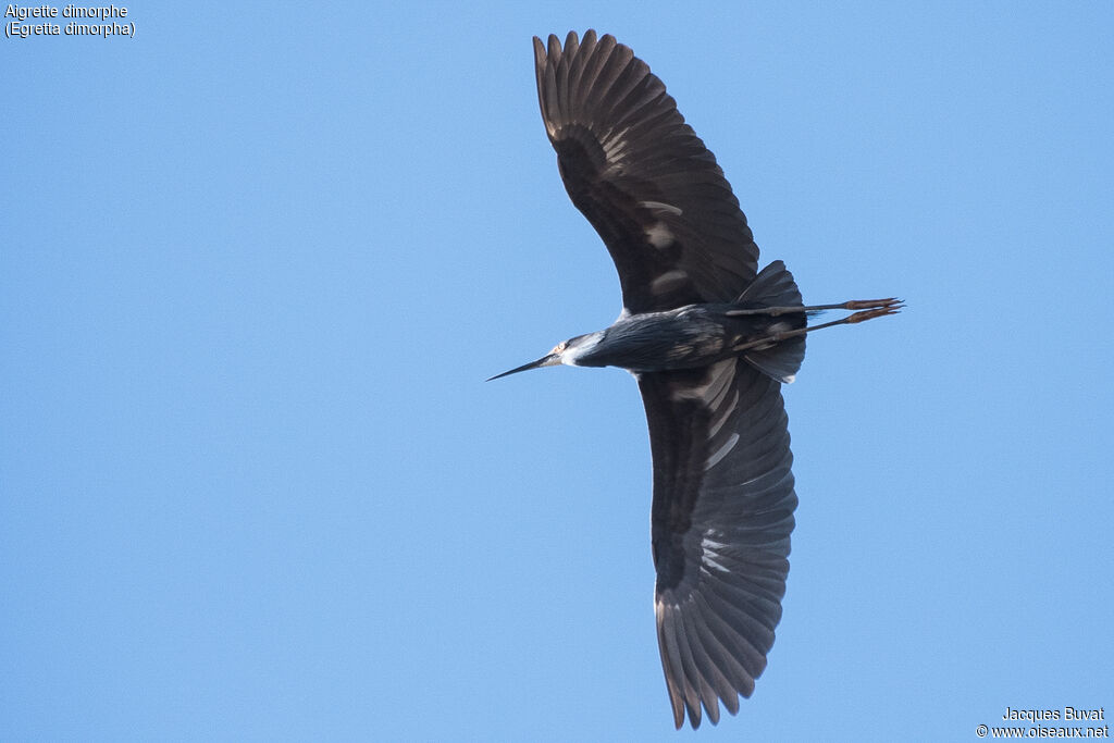 Dimorphic Egretadult breeding