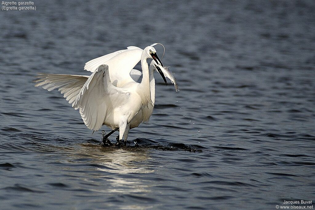 Aigrette garzetteadulte nuptial