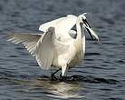 Aigrette garzette