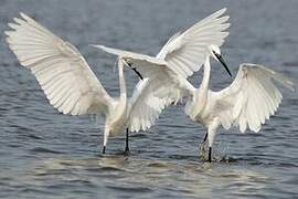 Little Egret