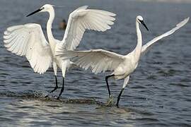 Aigrette garzette