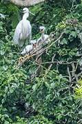 Aigrette garzette