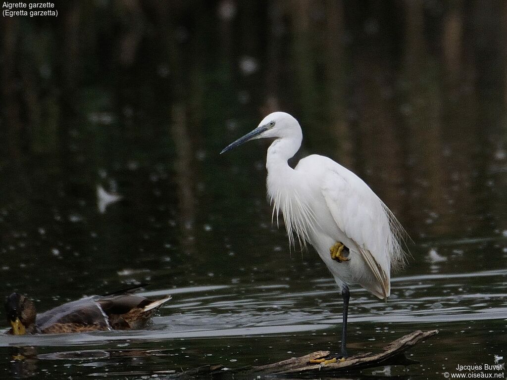 Aigrette garzetteadulte nuptial, habitat, composition