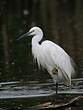 Aigrette garzette