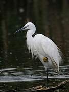 Little Egret