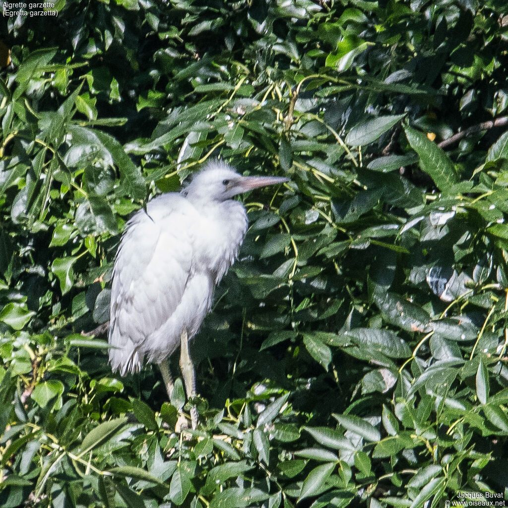 Aigrette garzettePoussin, portrait, composition, pigmentation