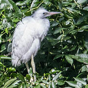 Aigrette garzette