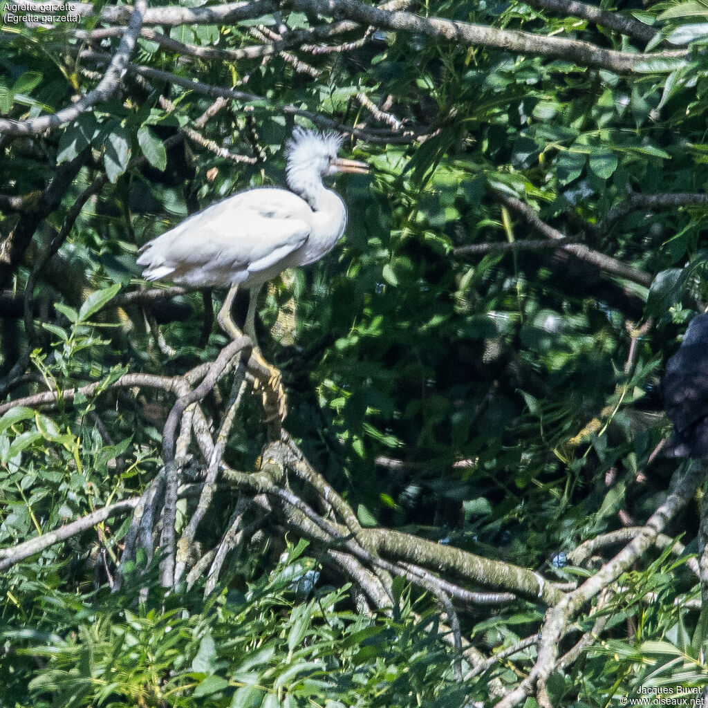 Aigrette garzettePoussin, habitat, composition, pigmentation, Nidification