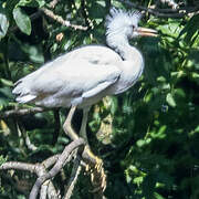 Little Egret