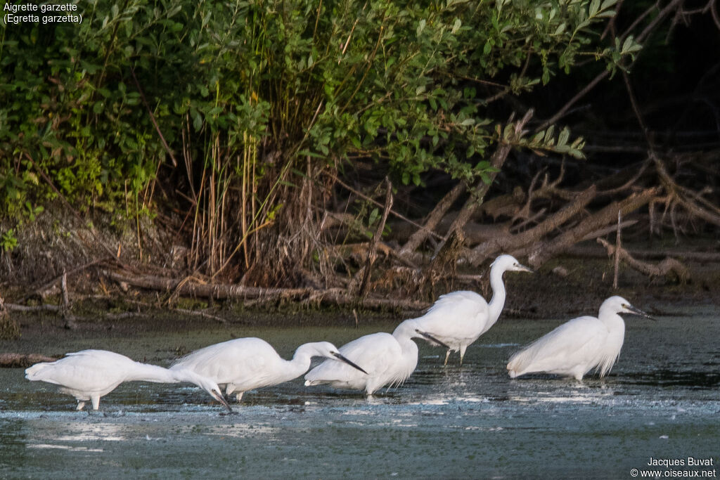 Little Egret, aspect, pigmentation, fishing/hunting