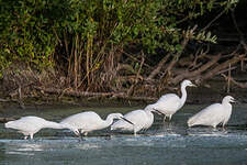 Aigrette garzette