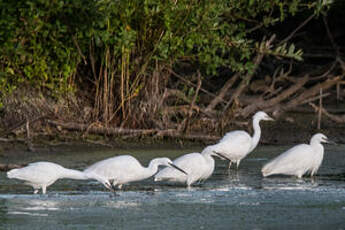 Aigrette garzette