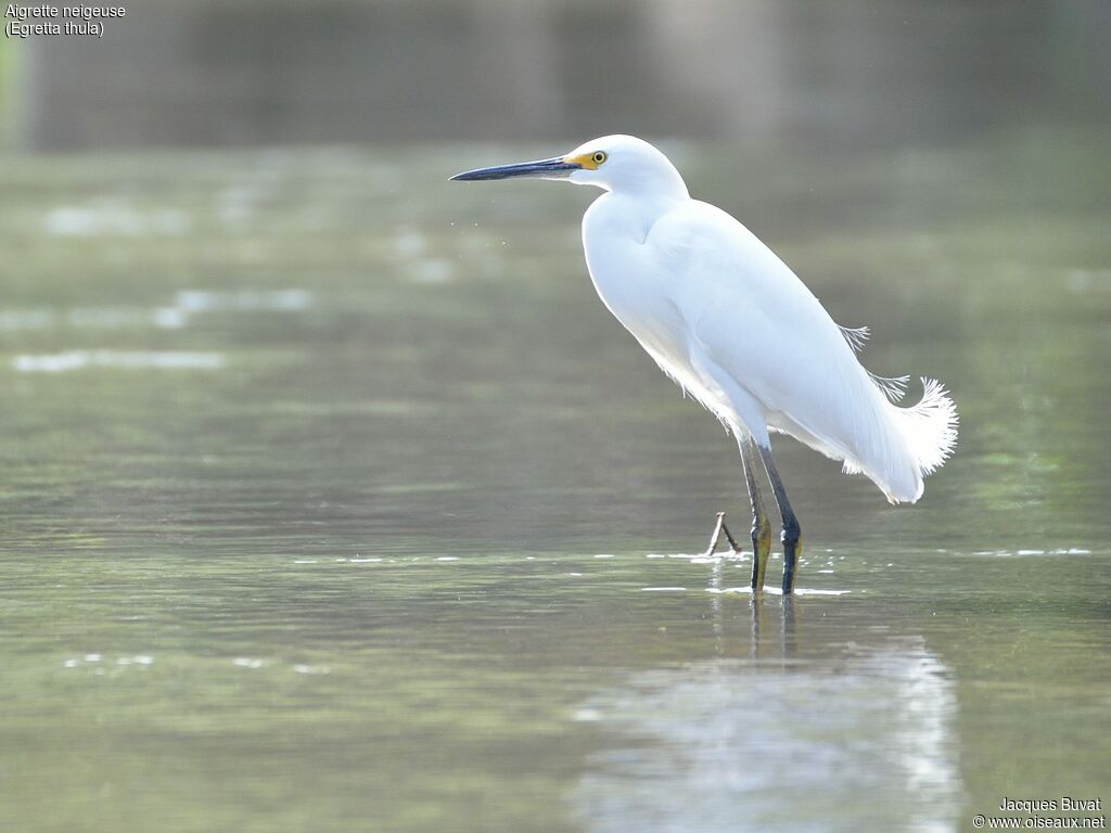 Snowy Egretadult breeding, close-up portrait, aspect, pigmentation, fishing/hunting