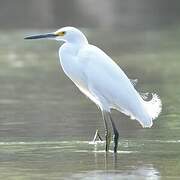 Snowy Egret