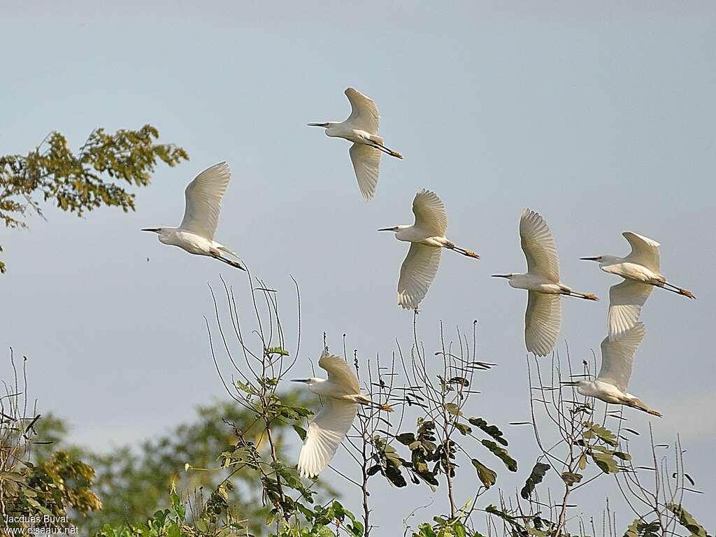 Aigrette neigeuseadulte nuptial, composition, pigmentation, Vol