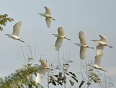 Snowy Egret