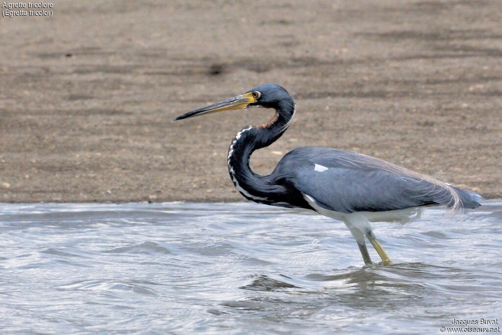 Tricolored Heron