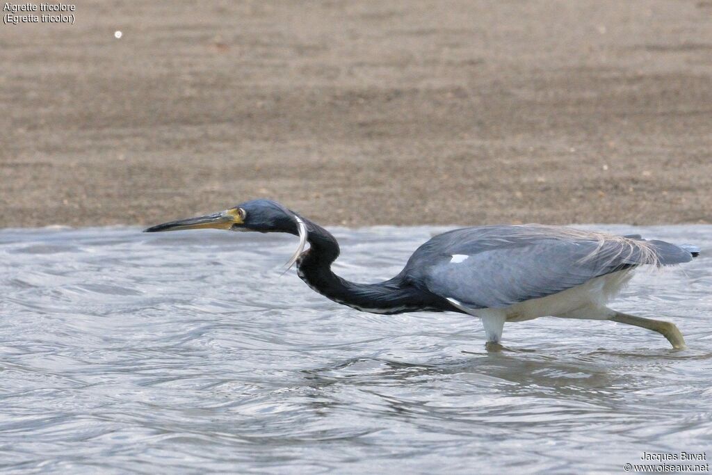 Tricolored Heron