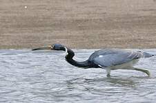 Aigrette tricolore