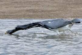 Tricolored Heron