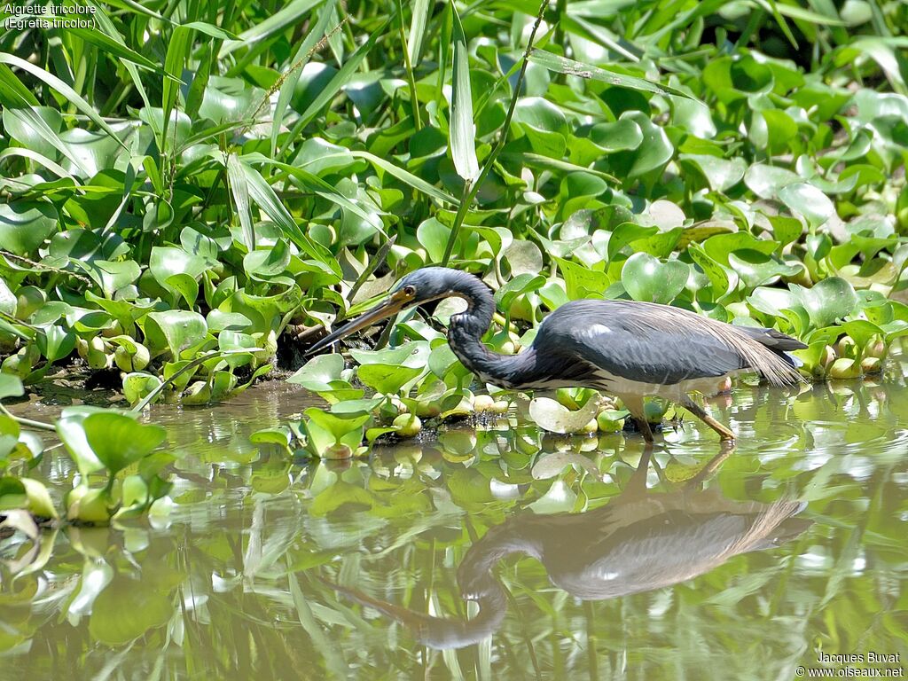 Tricolored Heronadult post breeding, close-up portrait, aspect, pigmentation, walking, fishing/hunting