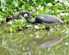 Aigrette tricolore