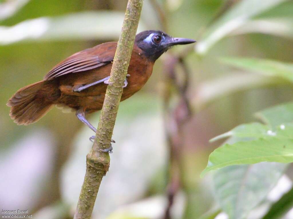 Alapi à dos rouxadulte, identification