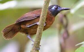 Chestnut-backed Antbird