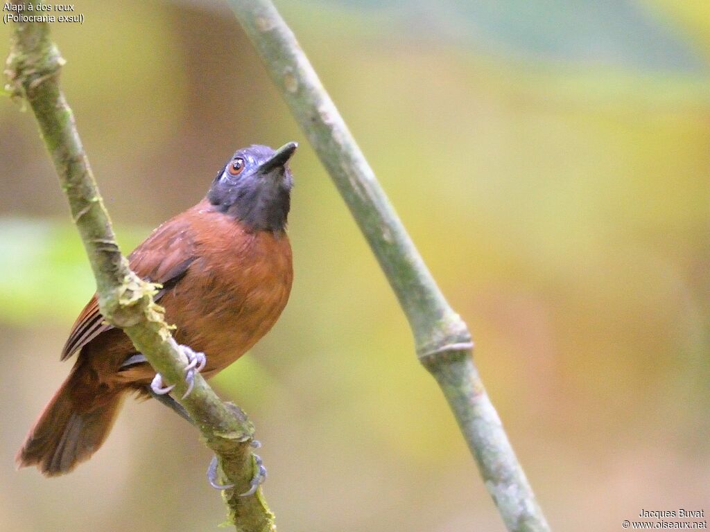 Chestnut-backed Antbirdadult