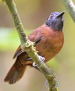 Chestnut-backed Antbird