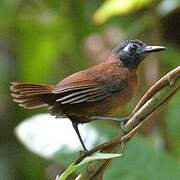 Chestnut-backed Antbird