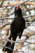 Red-billed Buffalo Weaver