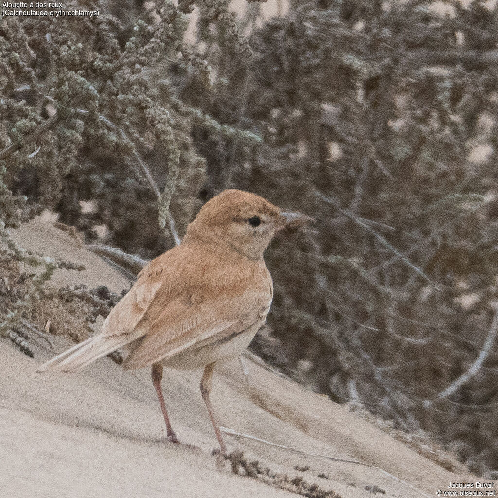 Dune Larkadult, habitat, aspect, pigmentation, walking