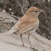 Dune Lark