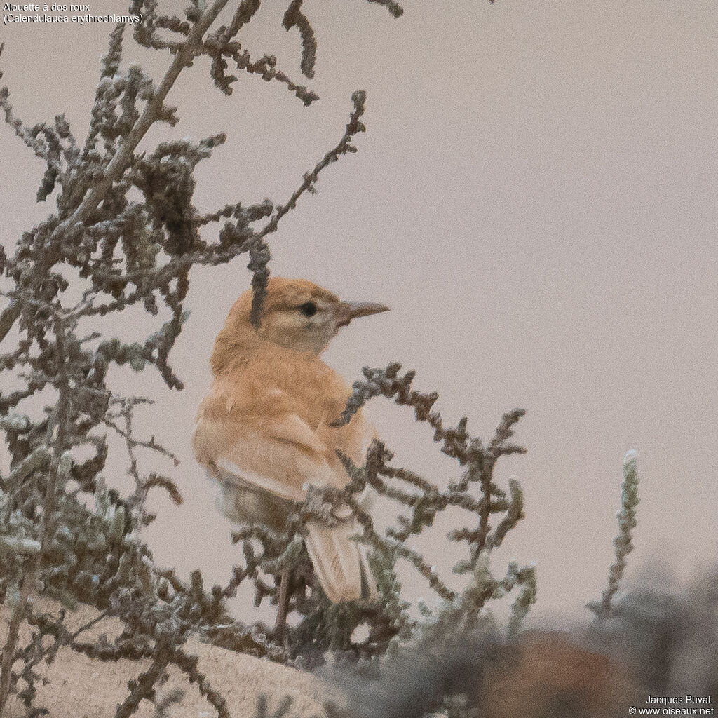 Dune Lark, close-up portrait, aspect, pigmentation