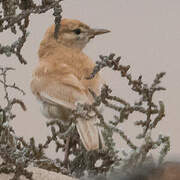 Dune Lark