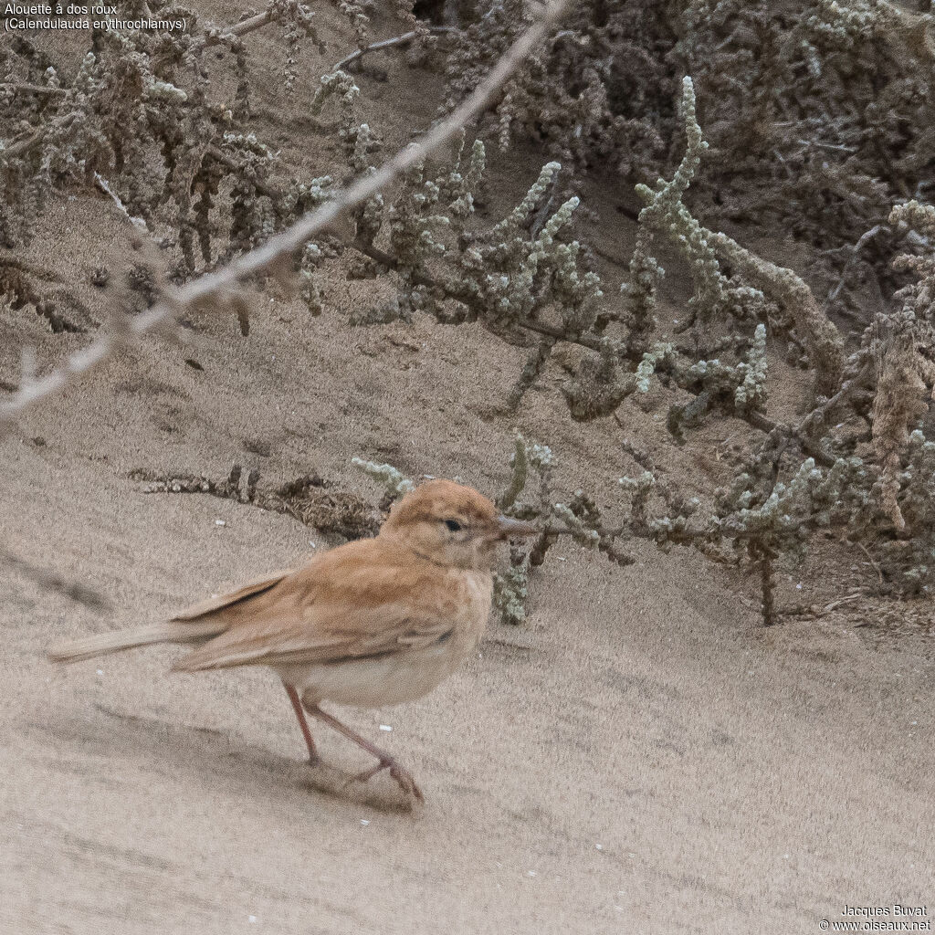 Dune Larkadult, habitat, aspect, pigmentation, walking