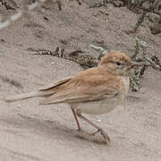 Dune Lark