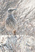 Cape Long-billed Lark