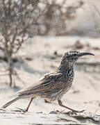 Cape Long-billed Lark