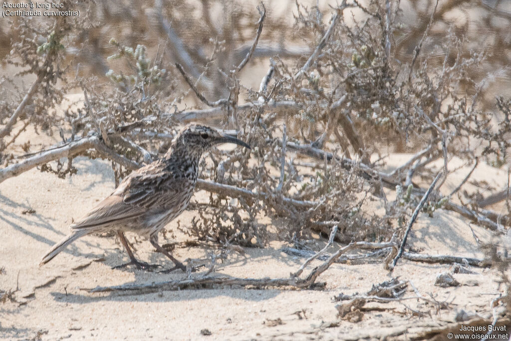 Cape Long-billed Larkadult