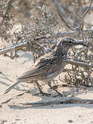 Cape Long-billed Lark