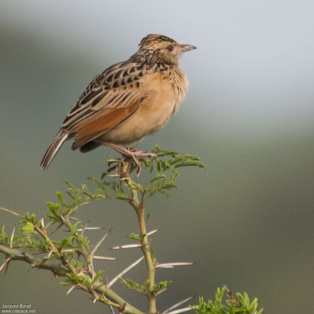 Rufous-naped Larkadult, pigmentation