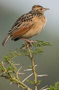 Rufous-naped Lark