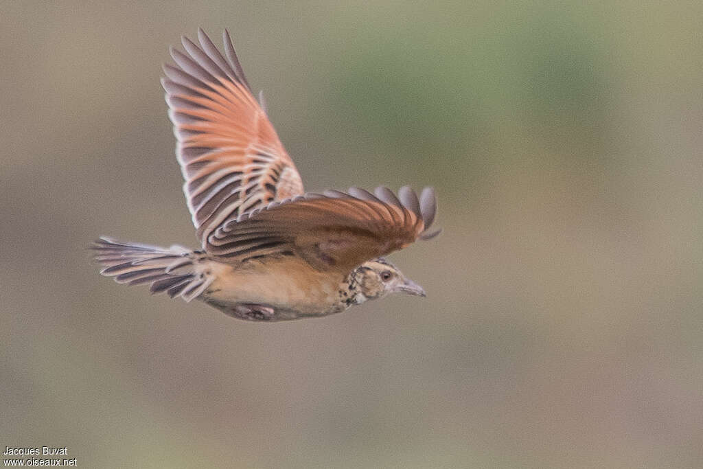 Rufous-naped Larkadult, pigmentation, Flight