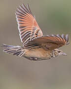 Rufous-naped Lark