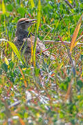 Red-capped Lark