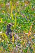 Red-capped Lark