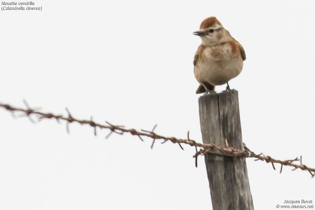 Red-capped Lark