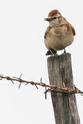 Red-capped Lark